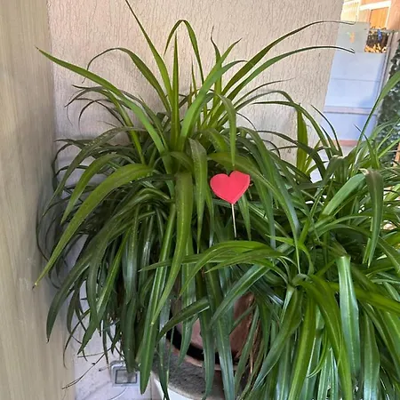 Couette-café Ajoaolbia *